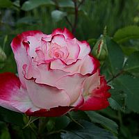 26-06-2010 09-30-56