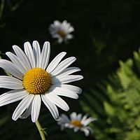 26-06-2010 09-36-30