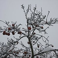 2010-12-21 10-34-34