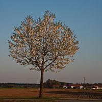 2011-04-20 18-15-18