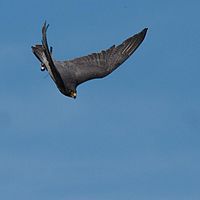2011-05-07 15-02-47