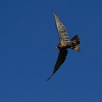 2012-10-03 11-07-06-2