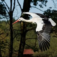 2012-10-03 11-15-31-3