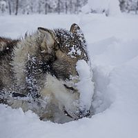 2016-02-10 13-33-19