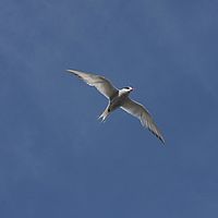 2009-03-29 12-39-24-3