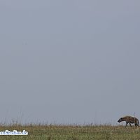 2015-09-05 11-15-28