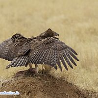 2015-09-05 13-00-45-2