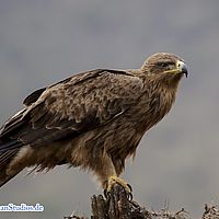2015-09-06 08-24-35-3