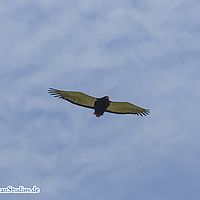 2015-09-19 10-31-16