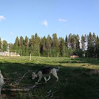 Huskyfarm Freilauf