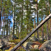 Wald auf der Insel 01