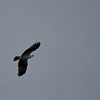 2011-06-03 09-26-43
