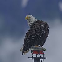 2017-07-20 08-09-33
