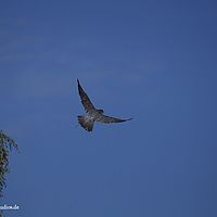 2014-08-28 11-16-29