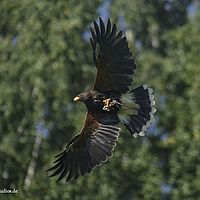 2014-08-28 11-20-57-5