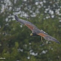 2014-10-05 15-29-36-5