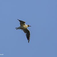 2015-07-14 20-16-54