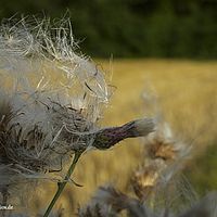 2015-07-23 19-22-53