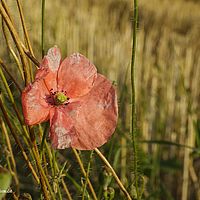 2015-07-23 19-25-28