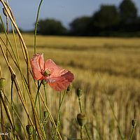 2015-07-23 19-26-30