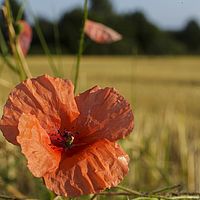 2015-07-23 19-31-44