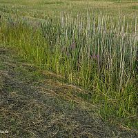 2015-07-23 19-52-04