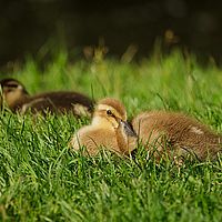 2013-07-05 17-25-21-2