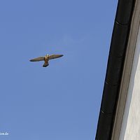2016-03-26 16-40-15-2