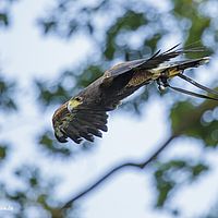 2015-08-08 19-34-38