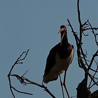 2012-05-03 15-33-17