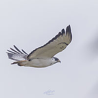 2019-11-20 12-07-57 211056001543