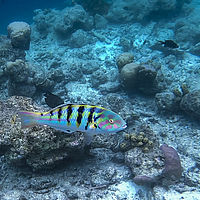 Maldives snaps 005-038