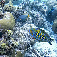 Maldives snaps 005-049