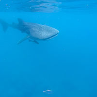 Maldives snaps 001-10
