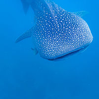 Maldives snaps 001-11
