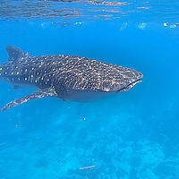 Maldives snaps 001-13