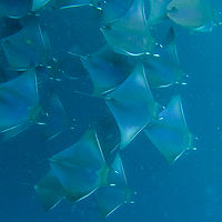 Maldives snaps 004-004