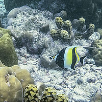 Maldives snaps 005-001
