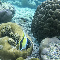 Maldives snaps 005-002