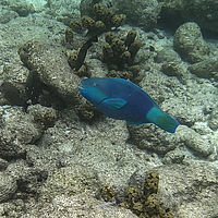 Maldives snaps 005-007