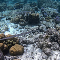 Maldives snaps 005-016