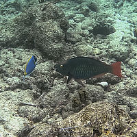 Maldives snaps 005-034