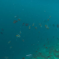 Maldives snaps 005-039