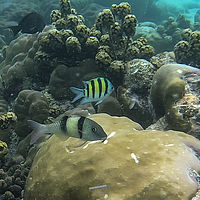 Maldives snaps 005-051