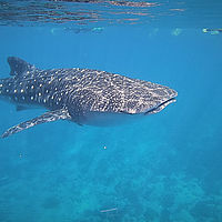 2022 10-maldives snaps 001-13