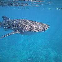2022 10-maldives snaps 001-13