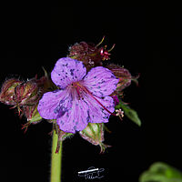 2025-05-13 19-25-09 113055000543