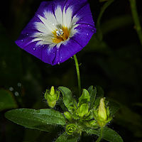 2025-07-27 09-52-37 113055000543