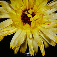 2025-07-27 09-53-17 113055000543