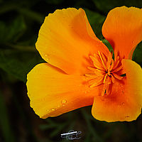 2025-07-27 09-53-43 113055000543